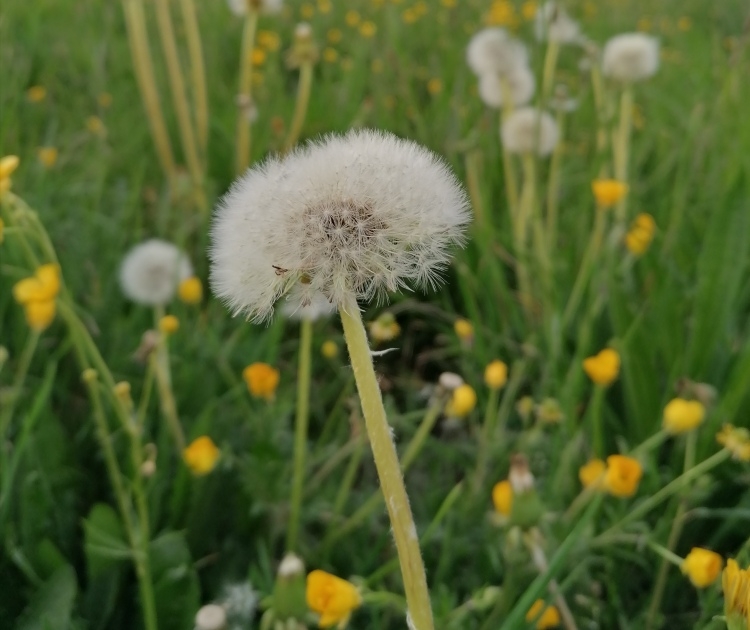 pusteblume